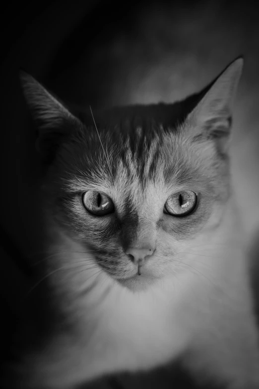 black and white pograph of a cat looking straight ahead