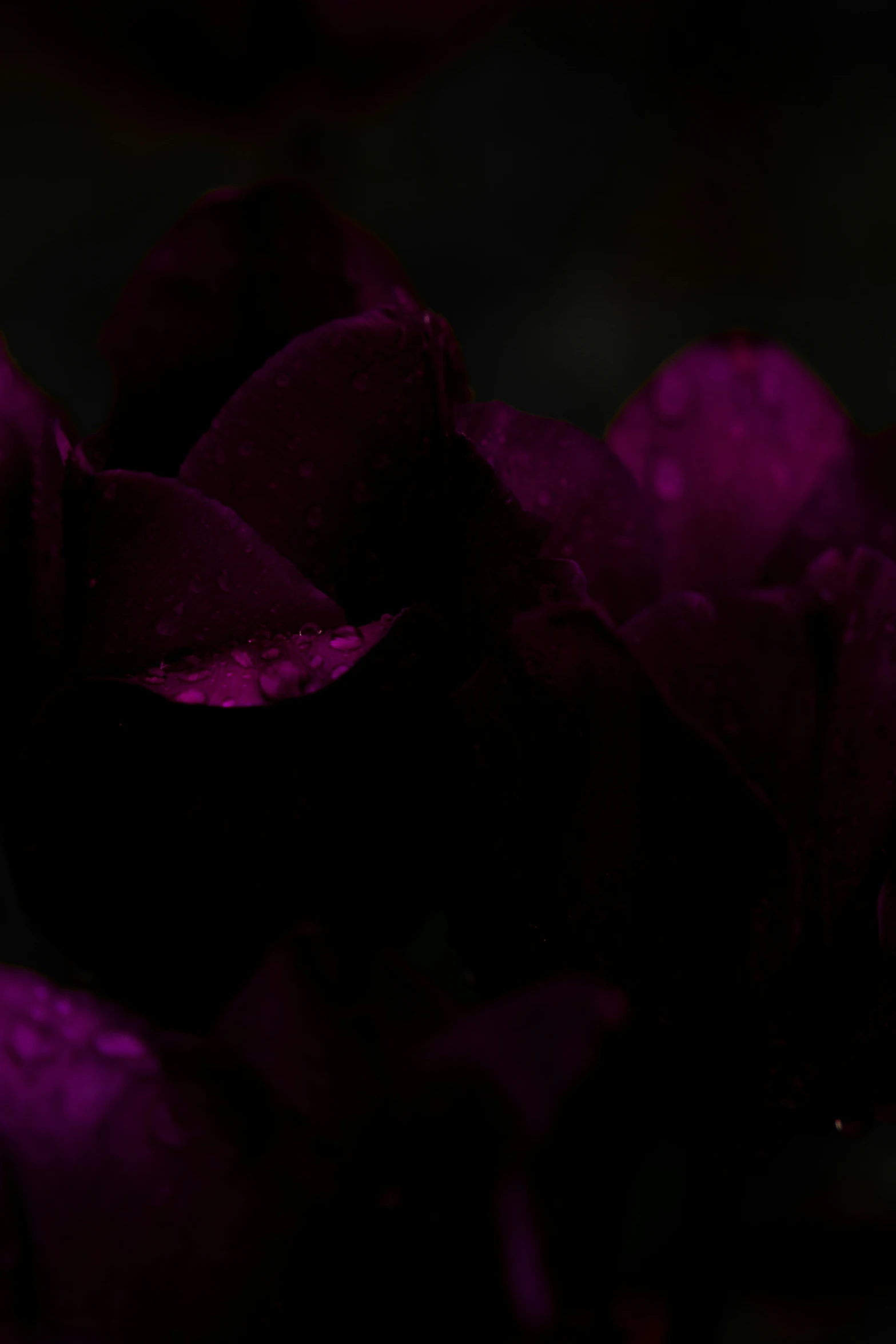 a bunch of flowers with dark background