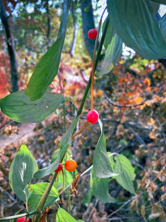 red and green leaves with red fruit on them