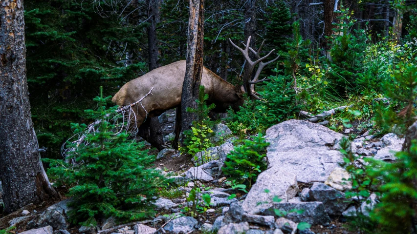 an elk walks along side a path through a wooded area
