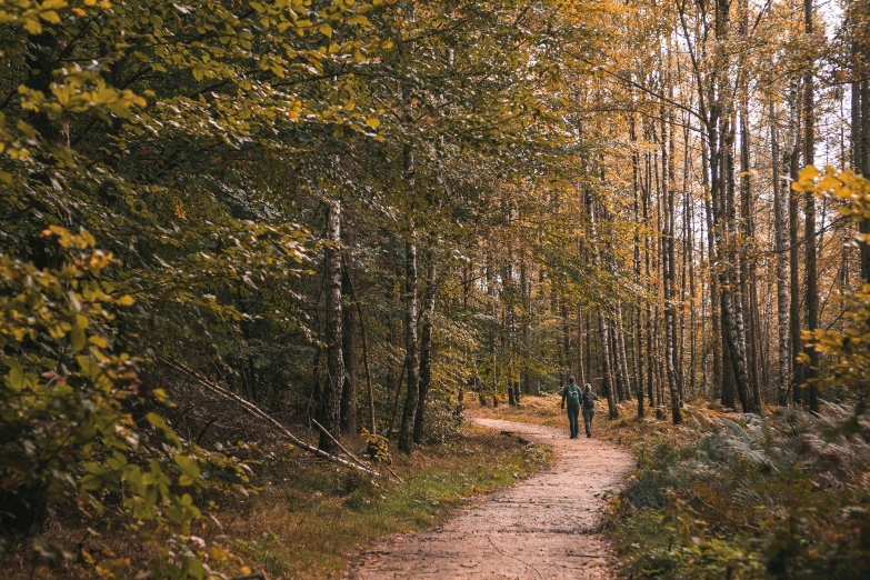 the road is surrounded by many trees