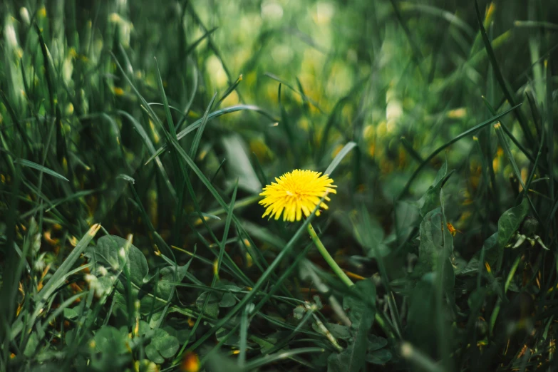 a small yellow dandelion in some green grass