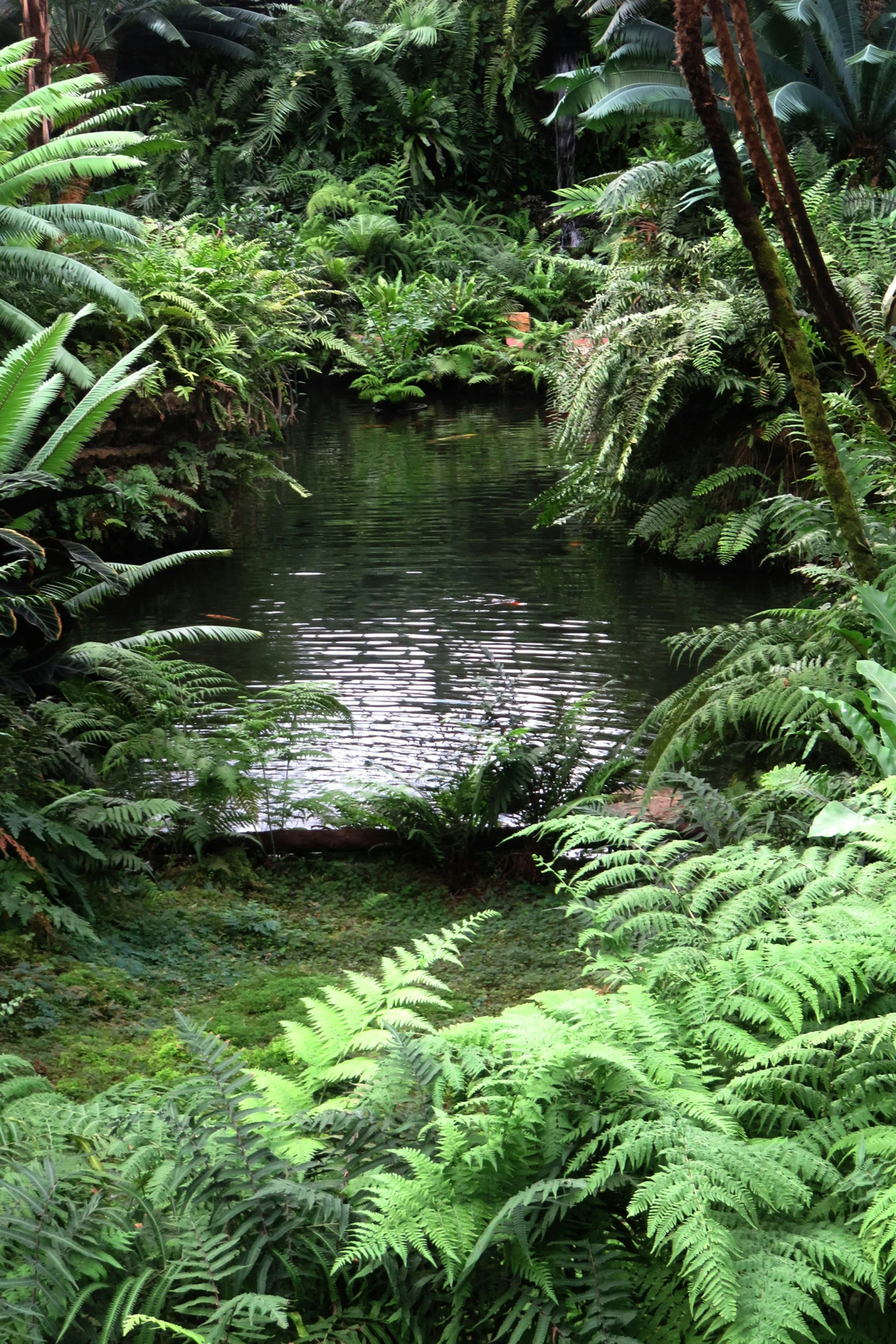 ferns in a forest filled with water and trees