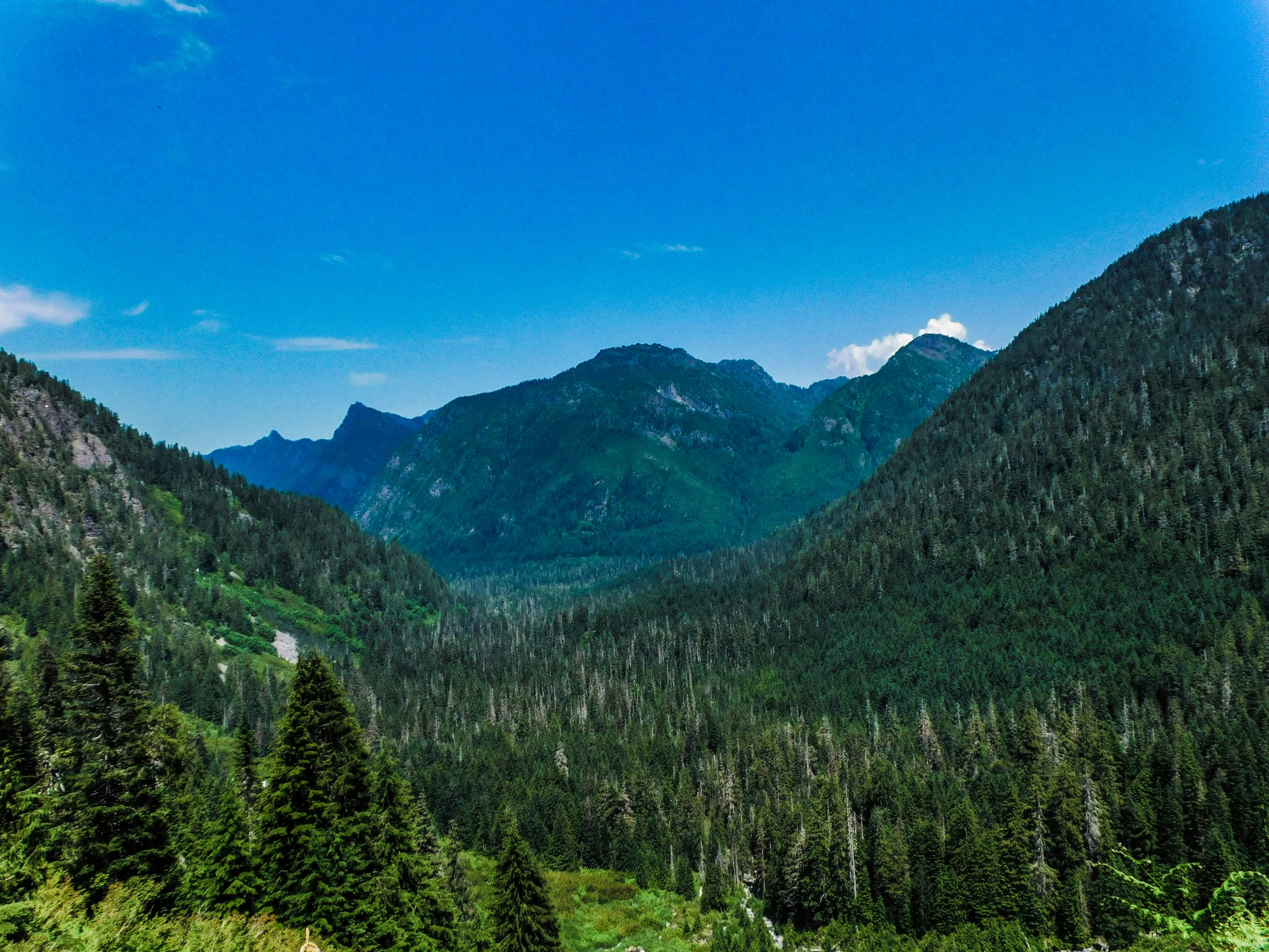 view of trees from a cliff in the mountains