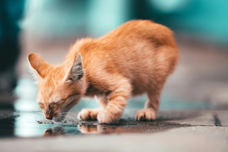 a small cat playing with a water fountain