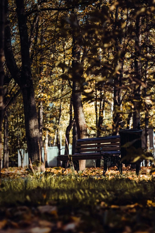 a bench is on the grass in a forest