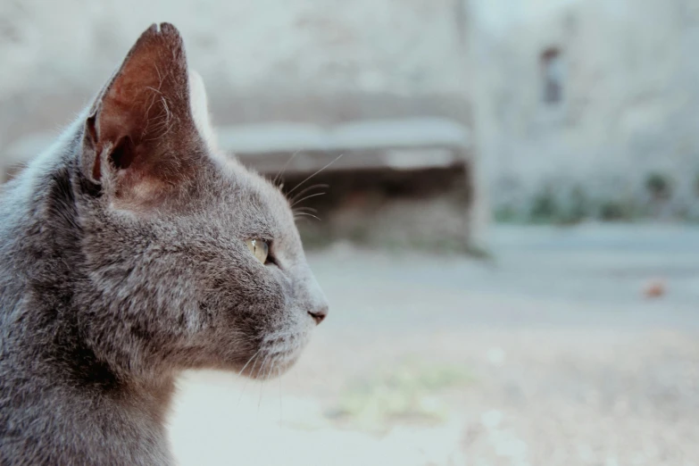 close up s of a gray cat with its eyes closed