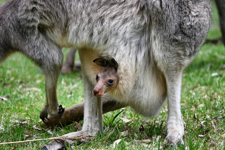 a mother kangaroo nursing in her small pouch