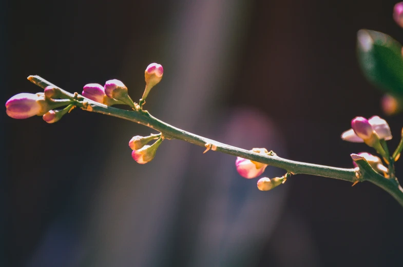 a small, pink nch of the plant with its buds still attached