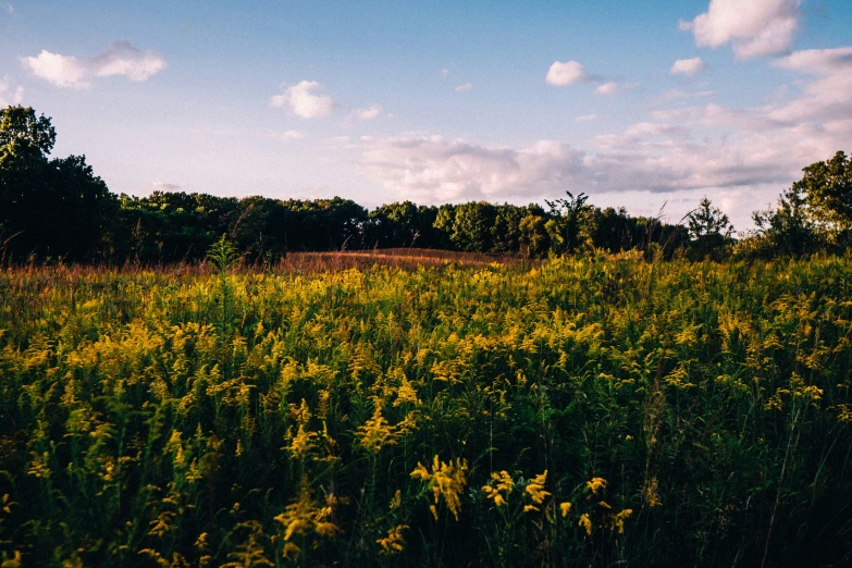 an open field of flowers with trees in the background