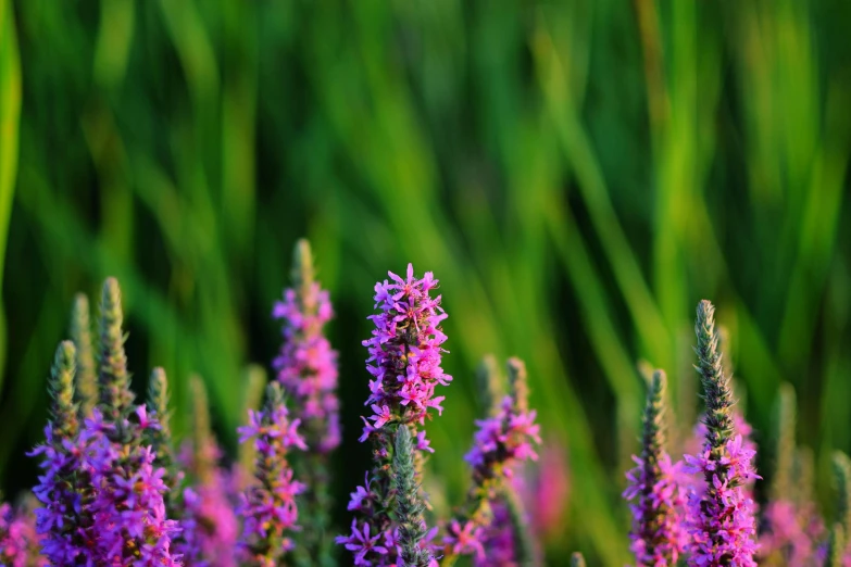 wildflowers stand in front of green grass