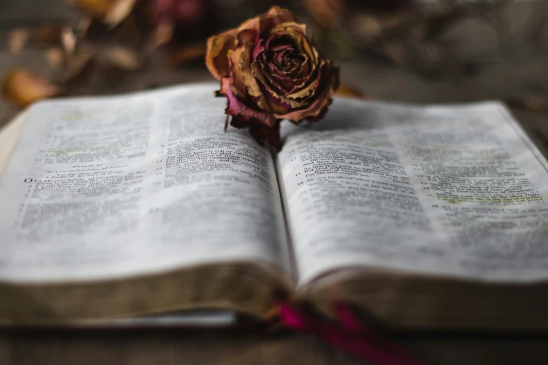 an open book with rose sitting on it