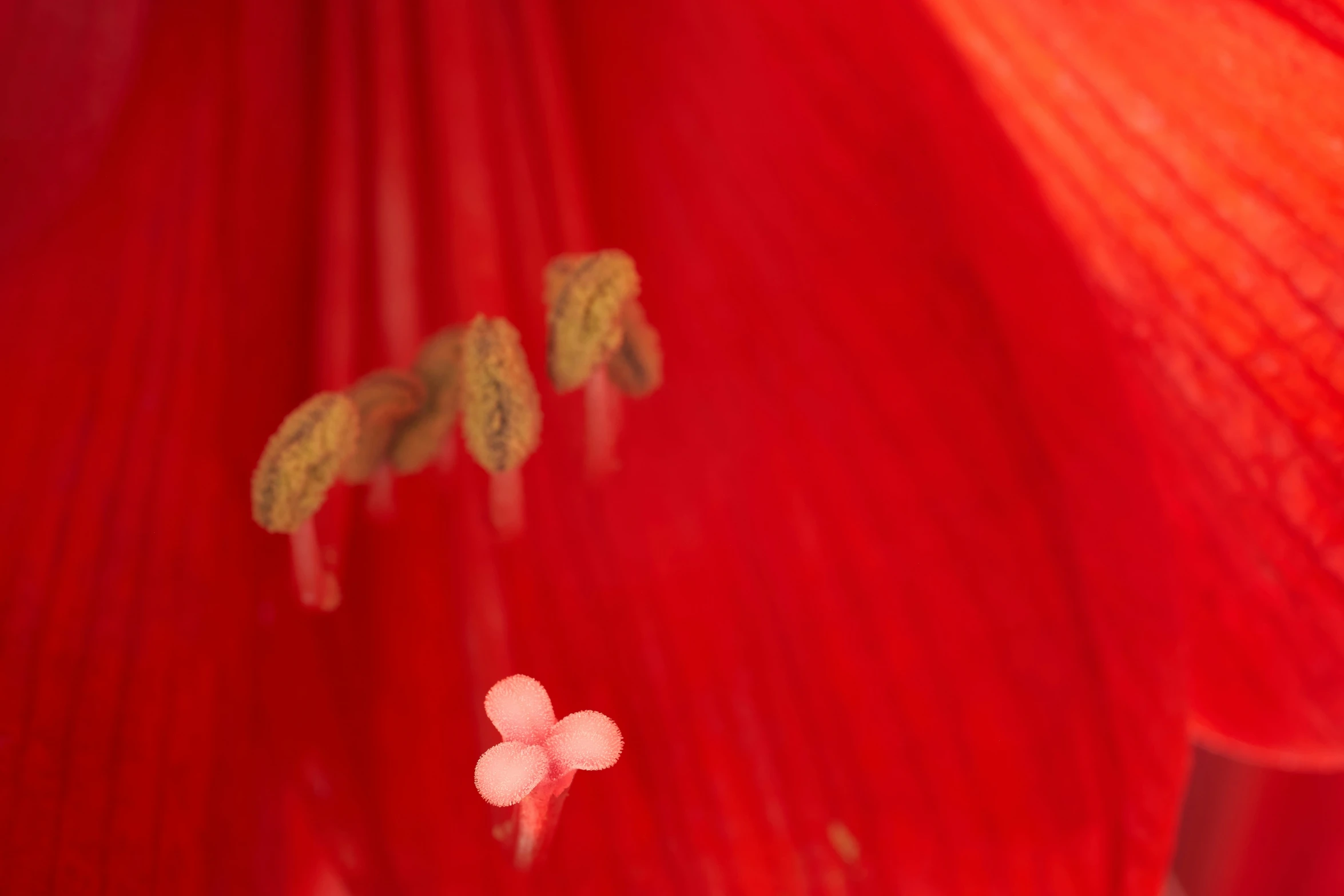 some green and white stamen on a flower