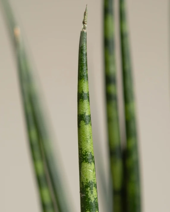 a plant with long thin leaves and tiny yellow buds