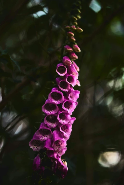 pink flowers hanging from a tree with leaves in background