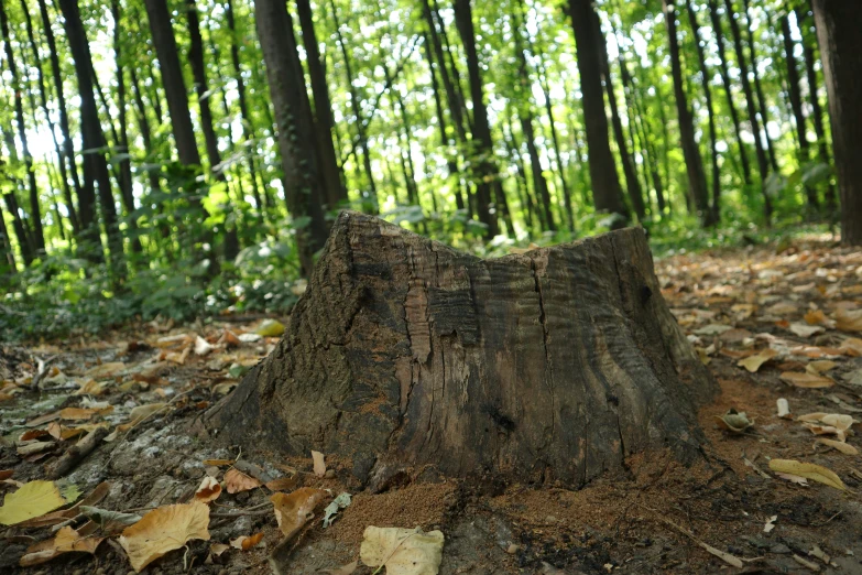 this is an image of a tree stump in a wooded area