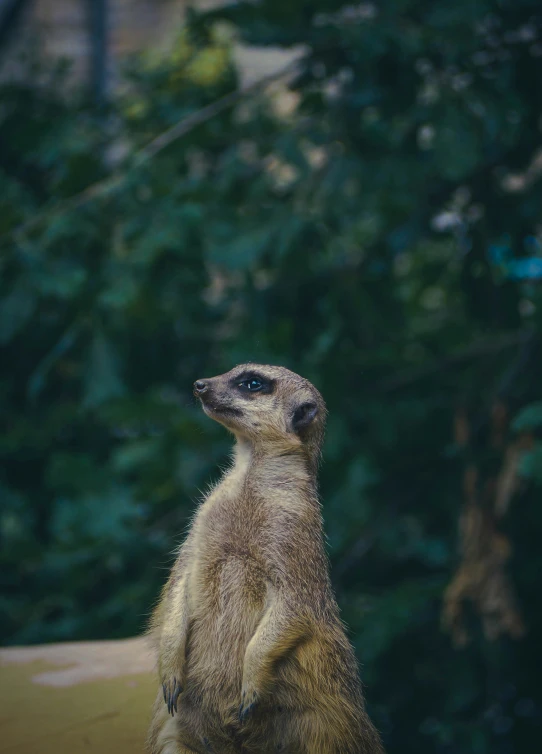 the yellow - colored wild animal looks up as it looks ahead