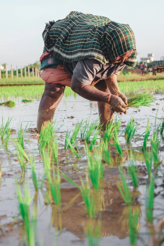 a farmer in his field examining his crops