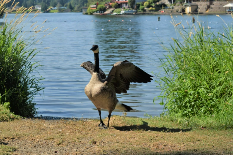 an animal stands on one leg near a body of water