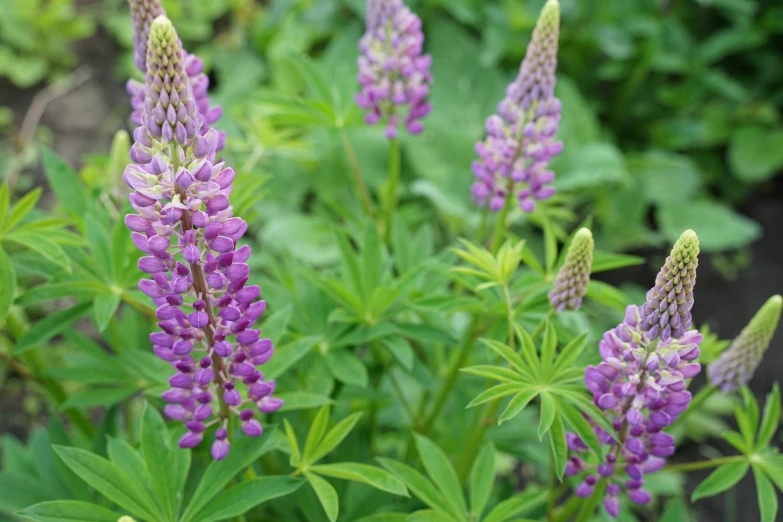 purple flowers growing in the bush next to some green plants