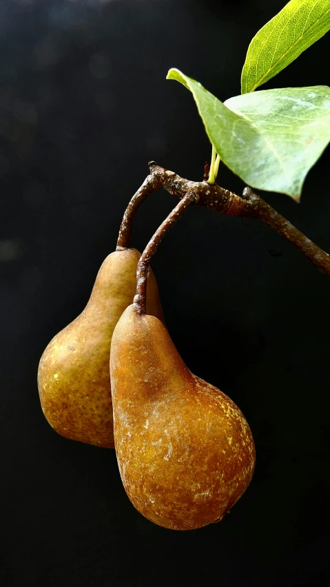 two pears sit on top of a nch next to a leaf