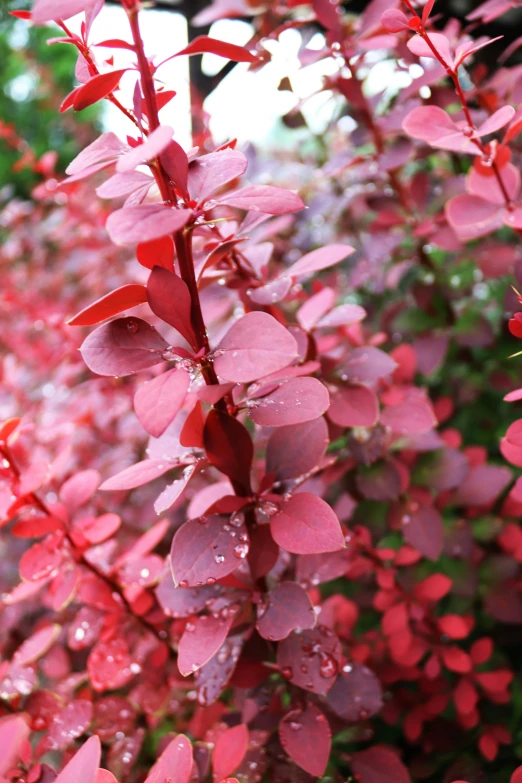 red plants with water drops in the sun