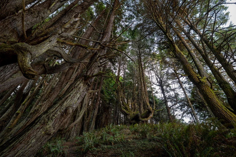 a group of trees standing in the middle of a forest