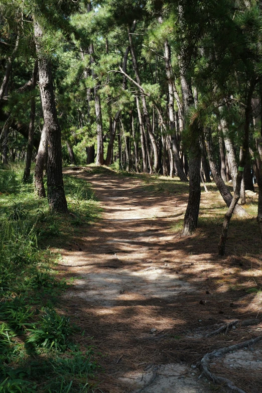 a path winds through a forested forest area