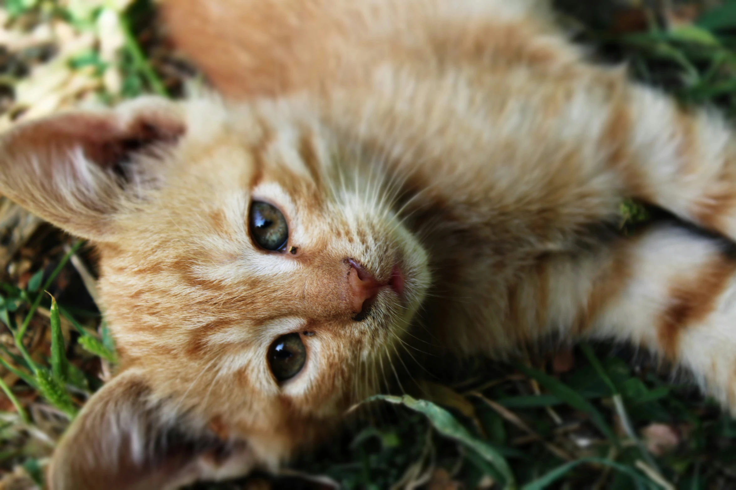 a cat laying down on the ground with its eyes open