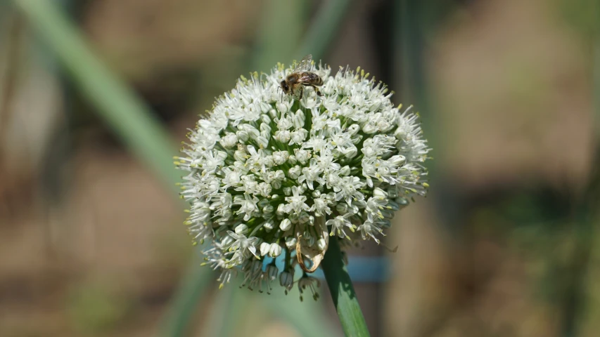 the white flower is on the green stem