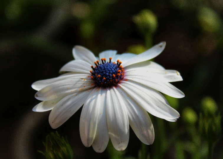 a flower with some tiny blue dots on it