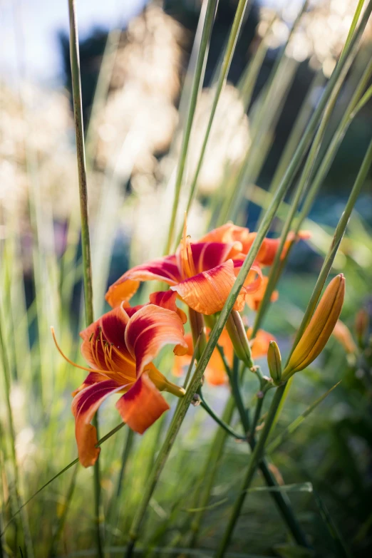 a couple of orange flowers are blooming in the field