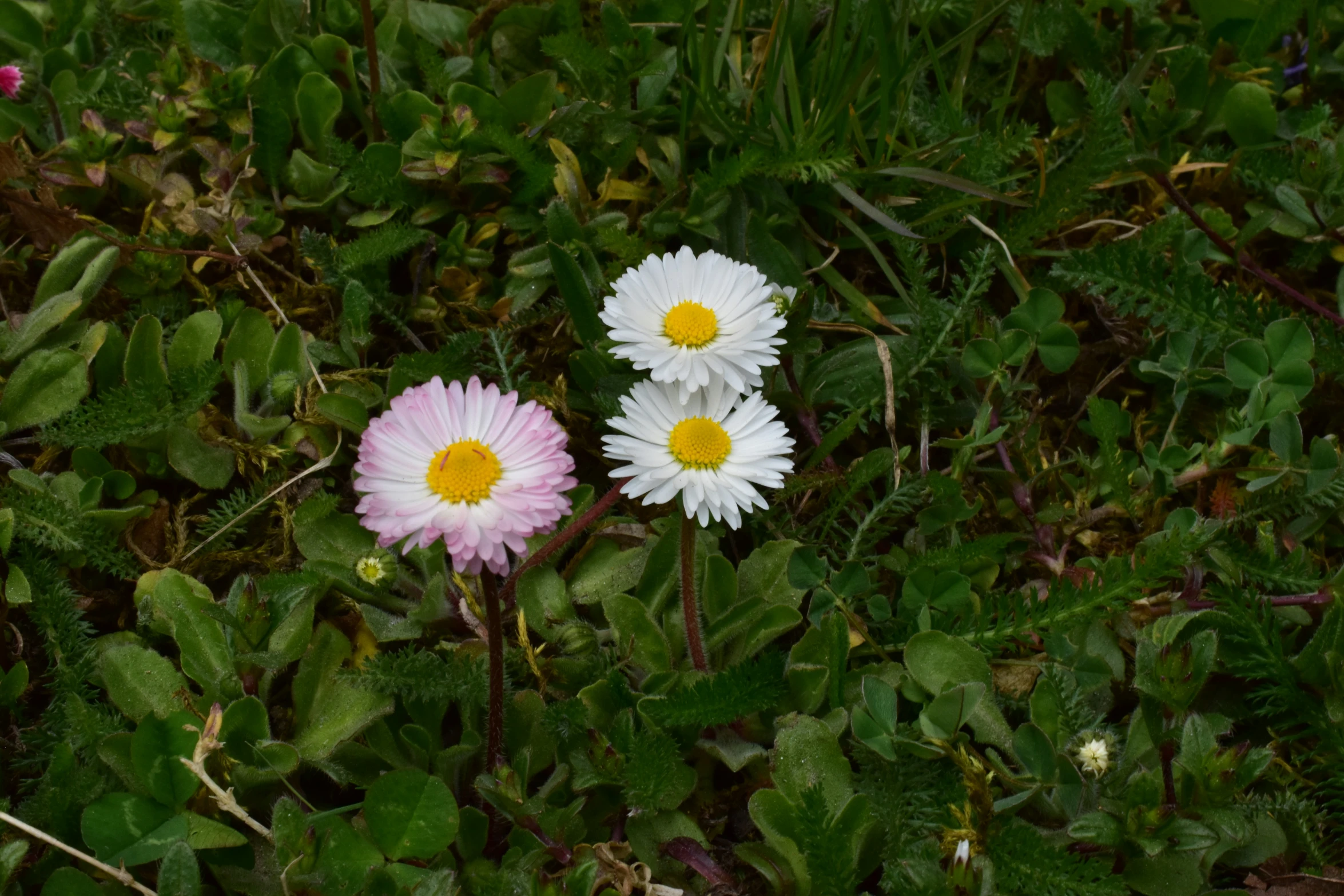 a couple of daisies sitting on top of green grass