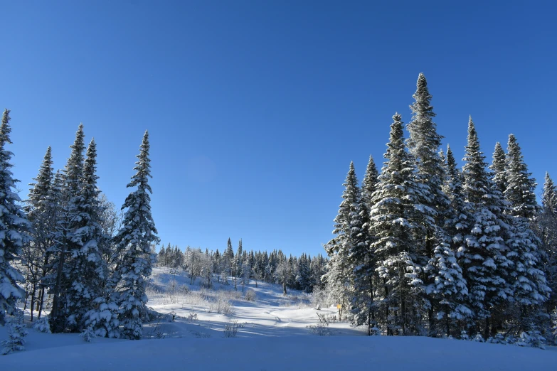 the view of trees, snow and a blue sky on a snowy day