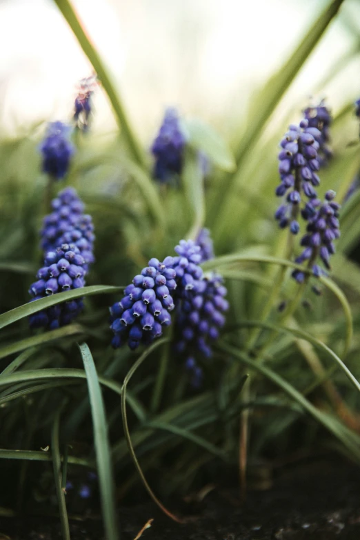 small blue flowers growing on a patch of grass