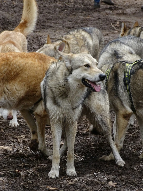 a herd of dogs being led across the dirt