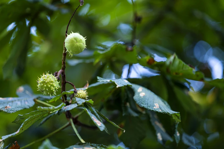 a small flower on a tree nch