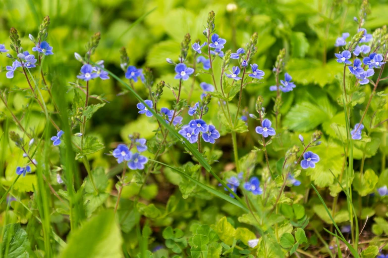 some small blue flowers in some green bushes