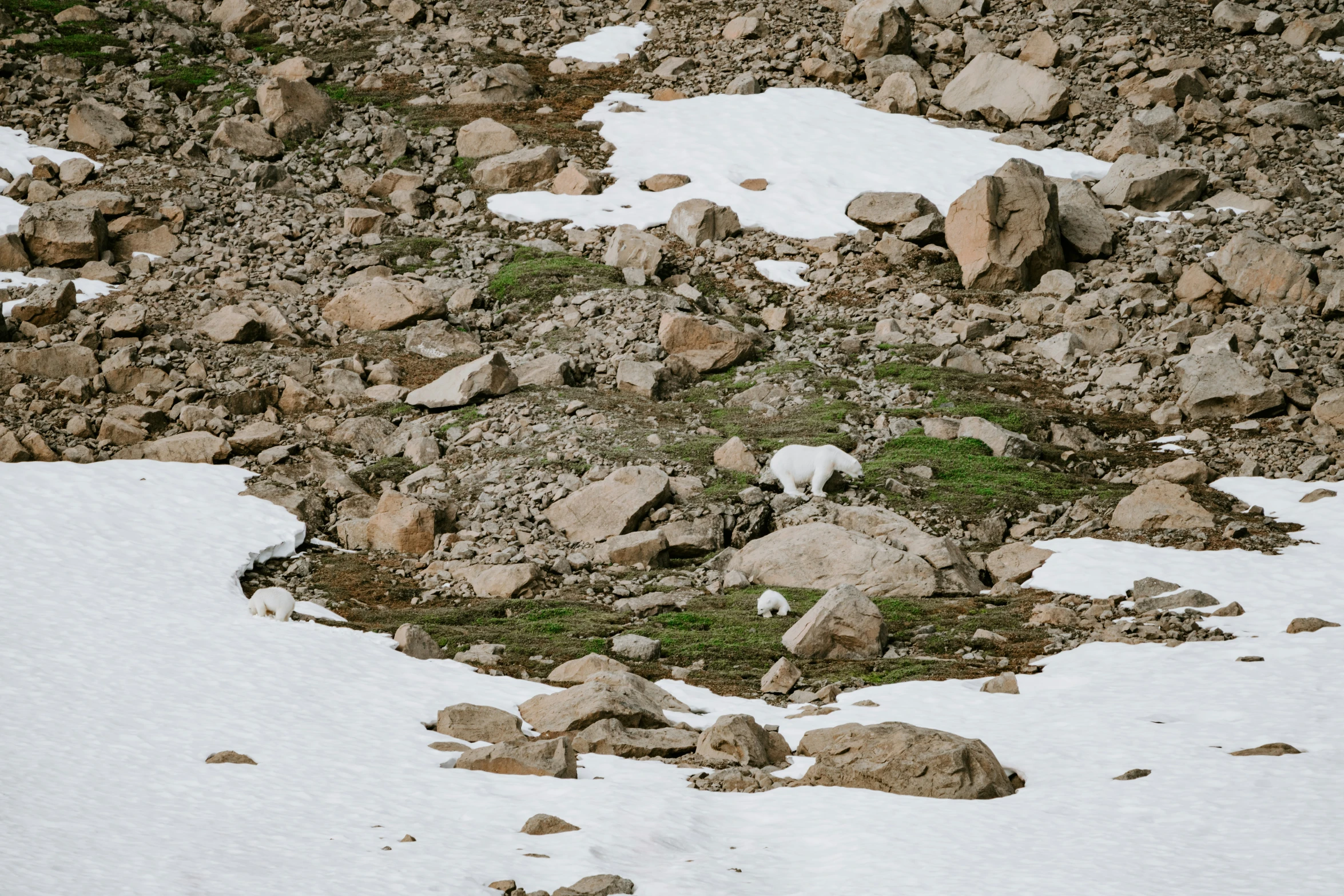 a snow covered area with rocks and grass