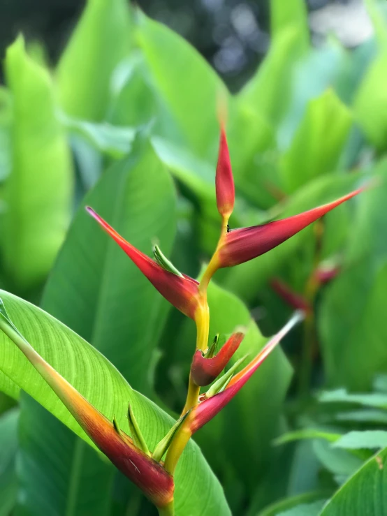 red and yellow flowers in green plants outside