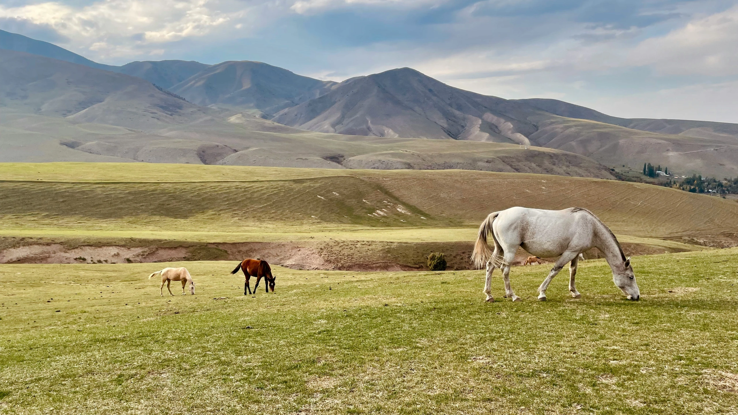 two horses and a horse grazing on the grass