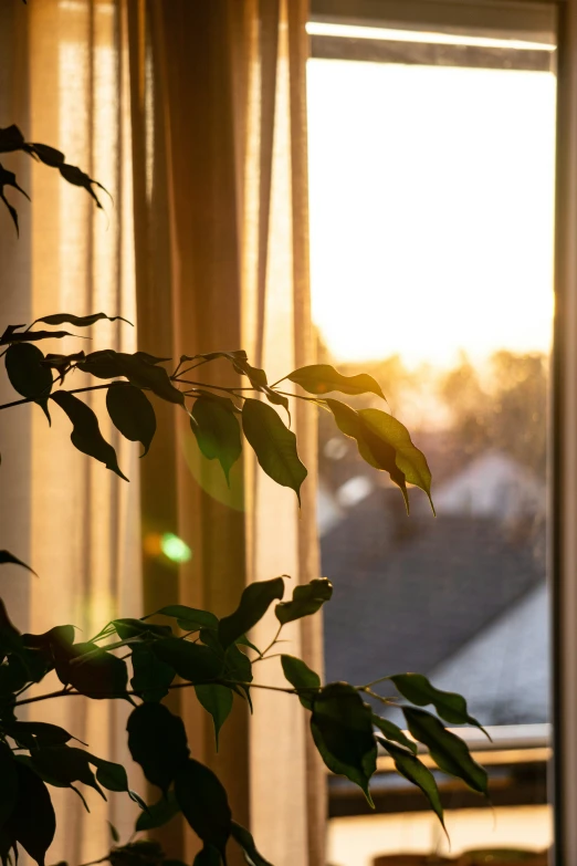 the sun peeking through the sheers of an open window