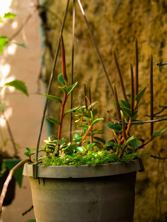 an old flower pot has moss growing inside