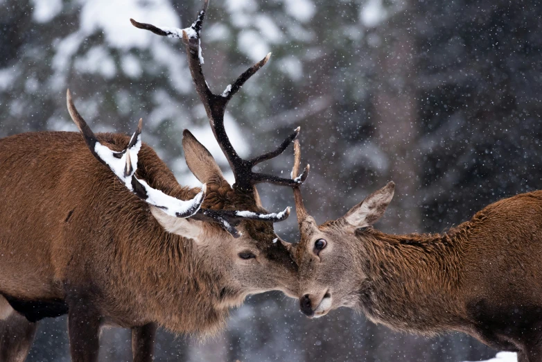 two deer standing in a snow filled forest