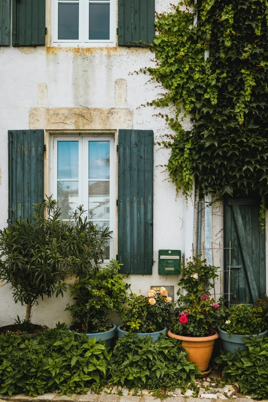 several potted plants and bushes outside of a building