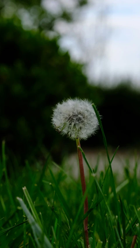 a white dandelion is sitting on some green grass