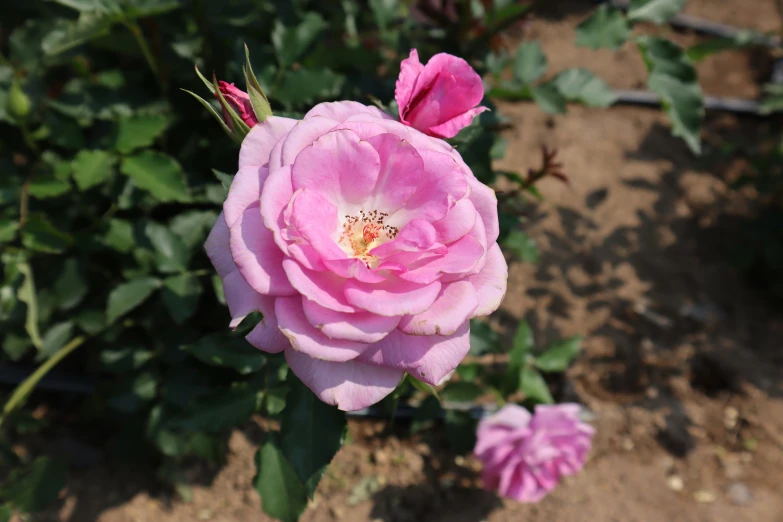a single pink flower with a bee on it