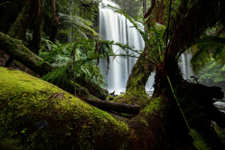 trees and moss are covered in a waterfall