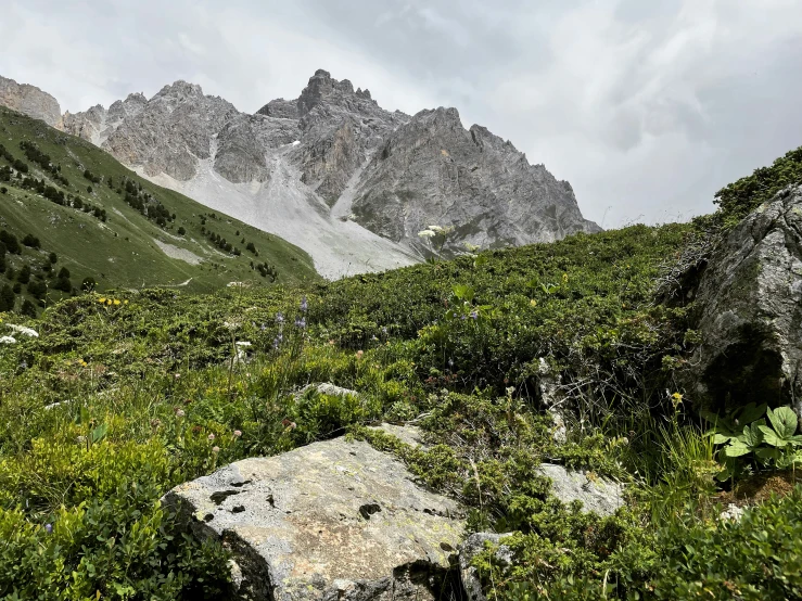 a mountain with grass in the foreground and flowers on a rock in the background