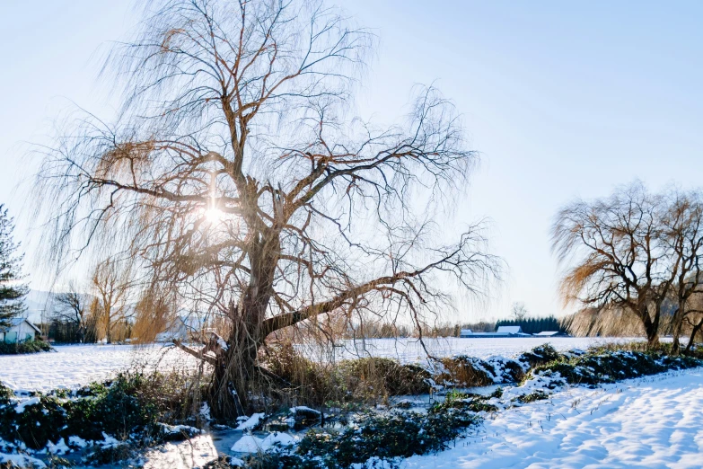 a tree sitting next to a snow covered field